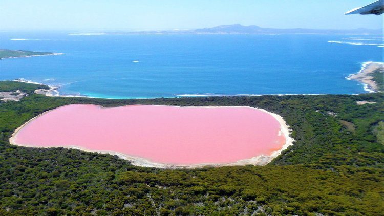 розовом озере, австралия