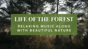 Life of the forest | Relaxing Music Along With Beautiful Nature